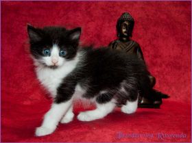 Theodén von den Norwegischen Waldkatzen von Ruwenda