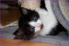 Theodén von den Norwegischen Waldkatzen von Ruwenda