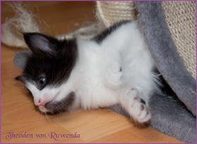 Theodén von den Norwegischen Waldkatzen von Ruwenda