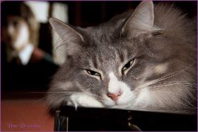 Tyrone bei den Norwegischen Waldkatzen von Ruwenda