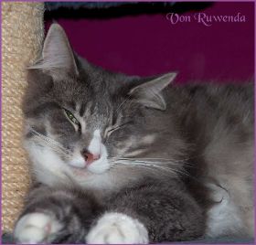 Tyrone bei den Norwegischen Waldkatzen von Ruwenda