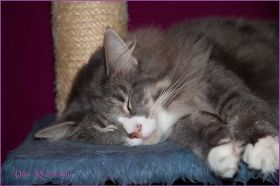 Tyrone bei den Norwegischen Waldkatzen von Ruwenda