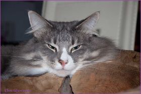 Tyrone bei den Norwegischen Waldkatzen von Ruwenda