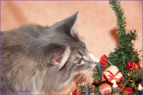 Tyrone bei den Norwegischen Waldkatzen von Ruwenda