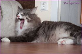 Tyrone bei den Norwegischen Waldkatzen von Ruwenda