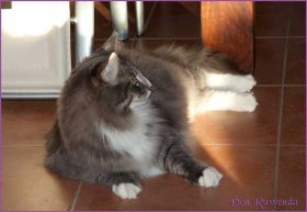 Tyrone av Byglandsfjord bei den Norwegischen Waldkatzen von Ruwenda