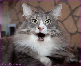 Tyrone bei den Norwegischen Waldkatzen von Ruwenda