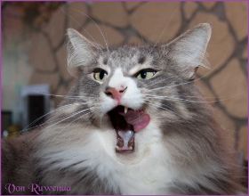 Tyrone bei den Norwegischen Waldkatzen von Ruwenda