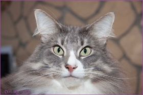 Tyrone bei den Norwegischen Waldkatzen von Ruwenda