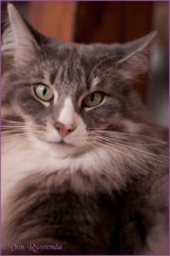 Tyrone av Byglandsfjord bei den Norwegischen Waldkatzen von Ruwenda