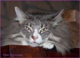 Tyrone bei den Norwegischen Waldkatzen von Ruwenda