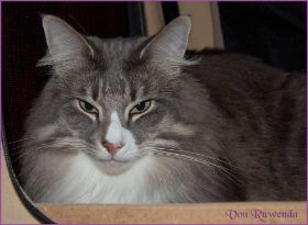 Tyrone av Byglandsfjord bei den Norwegischen Waldkatzen von Ruwenda