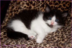 Theodén von den Norwegischen Waldkatzen von Ruwenda