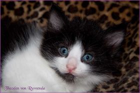 Theodén von den Norwegischen Waldkatzen von Ruwenda