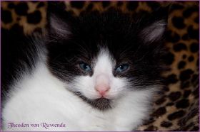 Theodén von den Norwegischen Waldkatzen von Ruwenda