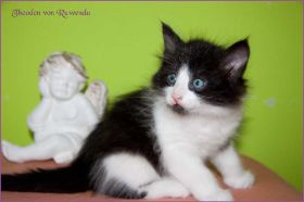 Theodén von den Norwegischen Waldkatzen von Ruwenda