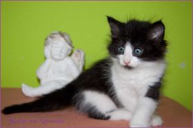 Theodén von den Norwegischen Waldkatzen von Ruwenda