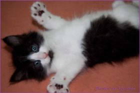 Theodén von den Norwegischen Waldkatzen von Ruwenda