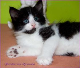 Theodén von den Norwegischen Waldkatzen von Ruwenda