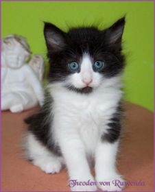 Theodén von den Norwegischen Waldkatzen von Ruwenda