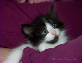 Theoden von den Norwegischen Waldkatzen von Ruwenda