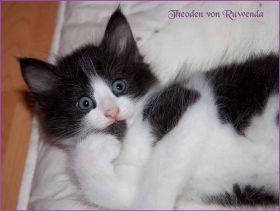 Theoden von den Norwegischen Waldkatzen von Ruwenda