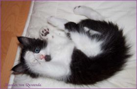 Theoden von den Norwegischen Waldkatzen von Ruwenda