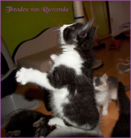 Theoden von den Norwegischen Waldkatzen von Ruwenda
