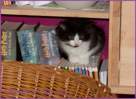 Theoden von den Norwegischen Waldkatzen von Ruwenda