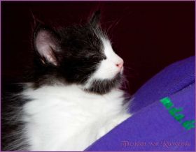 Theoden von den Norwegischen Waldkatzen von Ruwenda