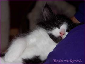 Theoden von den Norwegischen Waldkatzen von Ruwenda