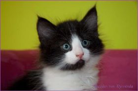 Theoden von den Norwegischen Waldkatzen von Ruwenda