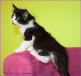 Theoden von den Norwegischen Waldkatzen von Ruwenda