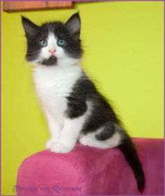 Theoden von den Norwegischen Waldkatzen von Ruwenda