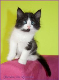 Theoden von den Norwegischen Waldkatzen von Ruwenda