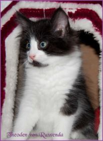 Theodén von den Norwegischen Waldkatzen von Ruwenda