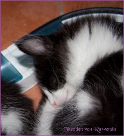 Theodén von den Norwegischen Waldkatzen von Ruwenda