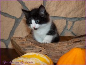 Theodén von den Norwegischen Waldkatzen von Ruwenda