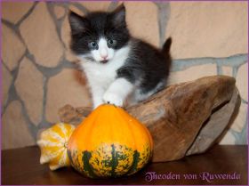 Theodén von den Norwegischen Waldkatzen von Ruwenda