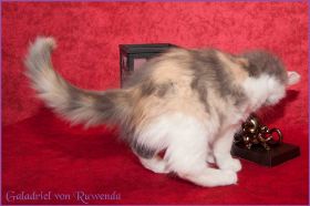 Galadriel von den Norwegischen Waldkatzen von Ruwenda
