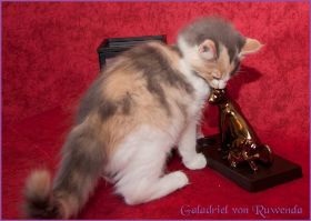 Galadriel von den Norwegischen Waldkatzen von Ruwenda