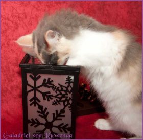 Galadriel von den Norwegischen Waldkatzen von Ruwenda