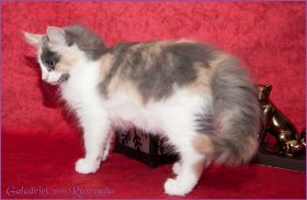 Galadriel von den Norwegischen Waldkatzen von Ruwenda