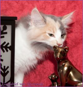 Galadriel von den Norwegischen Waldkatzen von Ruwenda