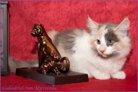 Galadriel von den Norwegischen Waldkatzen von Ruwenda