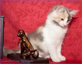 Galadriel von den Norwegischen Waldkatzen von Ruwenda