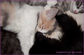 Galadriel von den Norwegischen Waldkatzen von Ruwenda