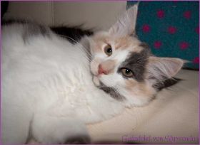 Galadriel von den Norwegischen Waldkatzen von Ruwenda