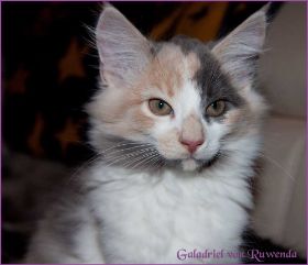 Galadriel von den Norwegischen Waldkatzen von Ruwenda