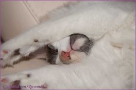 Galadriel von den Norwegischen Waldkatzen von Ruwenda